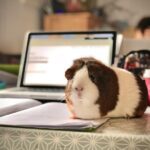 white and brown guinea pig on white paper
