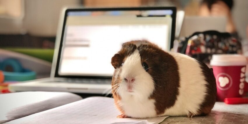 white and brown guinea pig on white paper