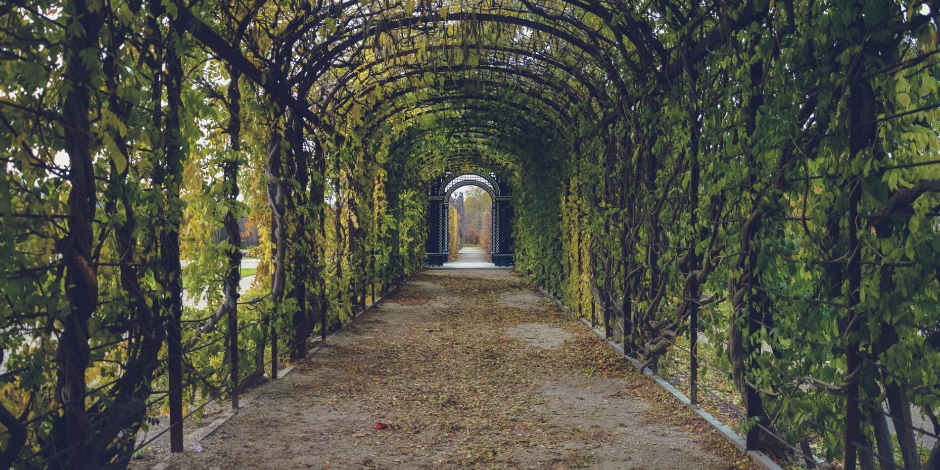 bindweed-corridor-foliage-59599